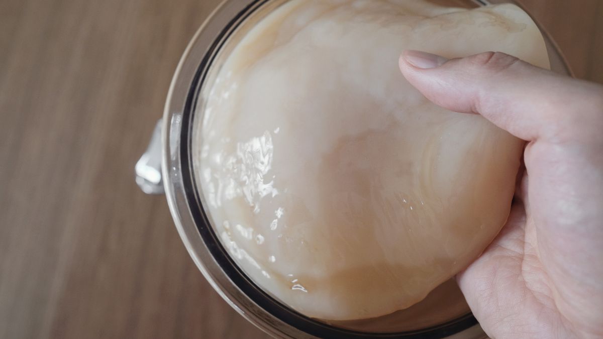 Grzyb herbaciany, wykorzystywany do sporządzenia kombuchy - fermentowanej herbaty 