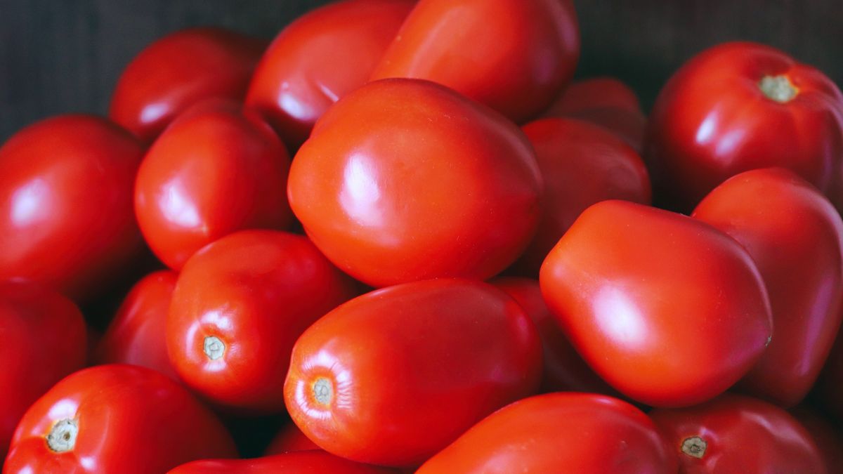 Roma Tomatoes Galore!
Tomatoes perfection - the season's best.
Katrin Ray Shumakov