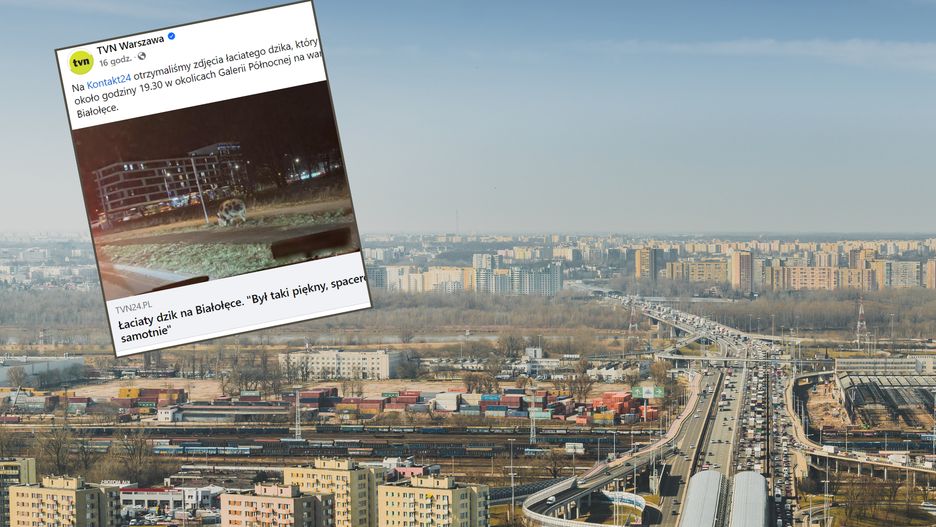 Dzik w łaty na białołęce