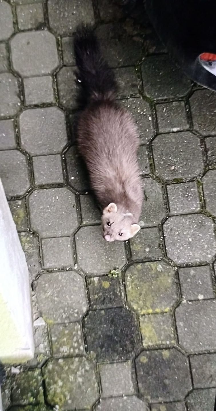 Kuna w opałach