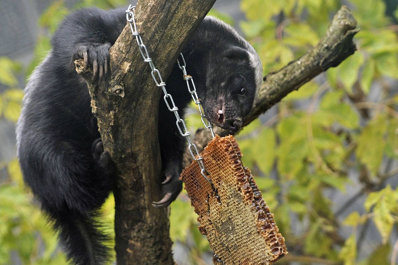 Ratel miodożerny w zoo w Berlinie