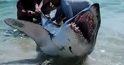 Walka o życie. Rekin gigant wypłynął na plażę