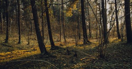 Lasy Państwowe zwiększają ochronę przyrody. Są plany na nowe rezerwaty