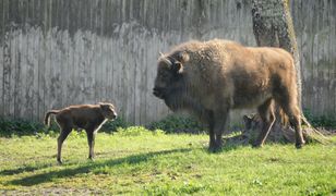 Leśnicy nie mogą się doczekać. Przeżywają zmiany w warszawskim zoo