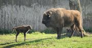 Leśnicy nie mogą się doczekać. Przeżywają zmiany w warszawskim zoo