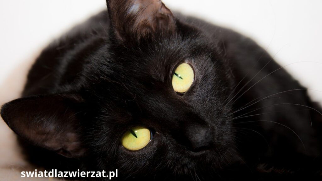 czarny kot i pech