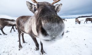 Naukowcy wyjaśniają tajemnicę czerwonych nosów reniferów. Niesamowite