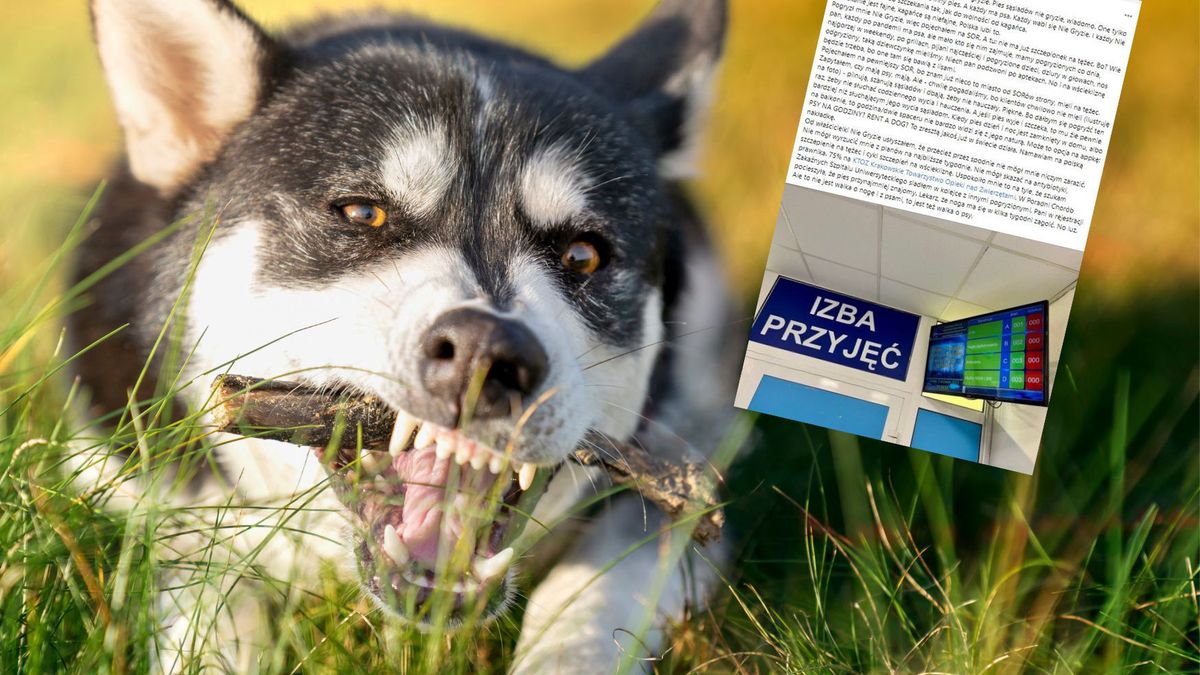 Pogryzł go pies sąsiadów. Oto co spotkało go na SOR-ze/ Zdjęcie poglądowe