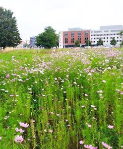 Wrocław. Było klepisko, jest… kwietna łąka. Ciekawe miejsce za Areną