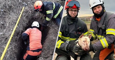 Gang nutrii zaatakował bulteriera. Na pomoc ruszyli strażacy