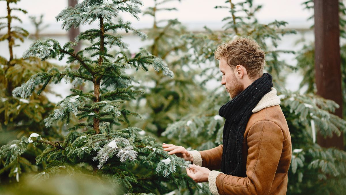 To najlepszy czas na wybór choinki. 