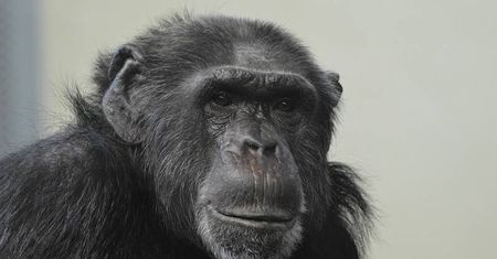 Trwają poszukiwania szympansa, który uciekł z ZOO. Może być niebezpieczny dla ludzi