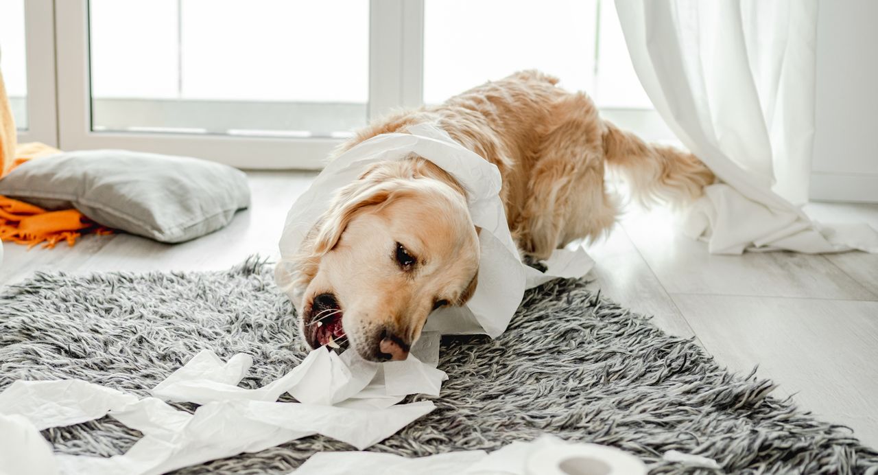 Zła wiadomość dla właścicieli labradorów. Oto 10 najbardziej niegrzecznych psich ras