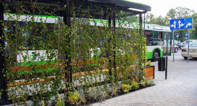 W Białymstoku przystanki autobusowe pełne roślinności
