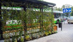 W Białymstoku przystanki autobusowe pełne roślinności