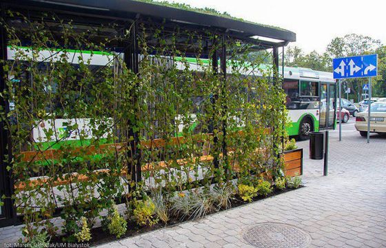 W Białymstoku przystanki autobusowe pełne roślinności