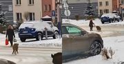 W centrum miasta uciekała przed dzikami. Miały chrapkę na jej zakupy