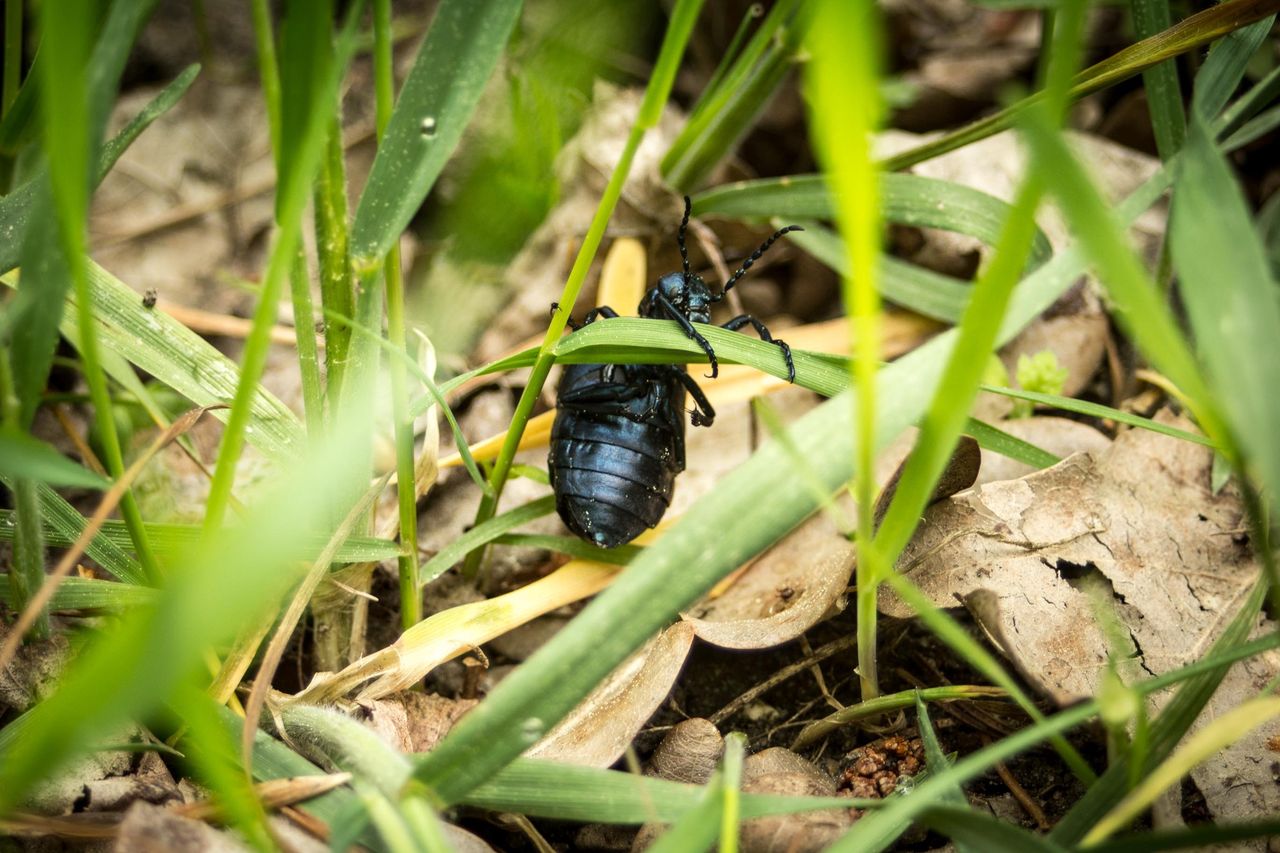 Lasy Państwowe ostrzegają przed niebezpiecznym chrząszczem