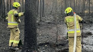 Pogorzelisko w Puszczy Solskiej znów niebezpieczne. Służby w akcji