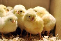 Україна заборонила імпорт яєць і птиці з Польщі. «Курчата загинуть в муках»