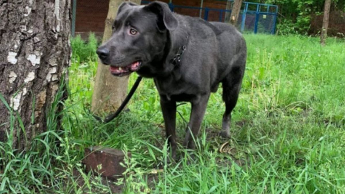 Pies został przywiązany do drzewa