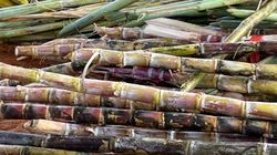 Trzcina cukrowa - naturalna słodycz, która niekoniecznie zasługuje na aureolę