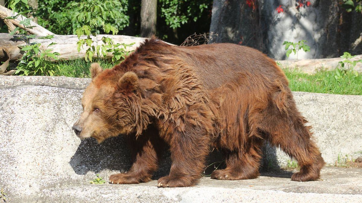 Niedźwiedzie z warszawskiego ZOO muszą zmienić miejsce pobytu. W obecnym jest niebezpiecznie
