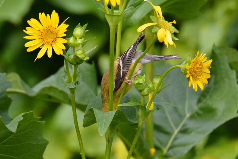 Audubon Photography Awards 2020, czyli genialne zdjęcia ptaków 6