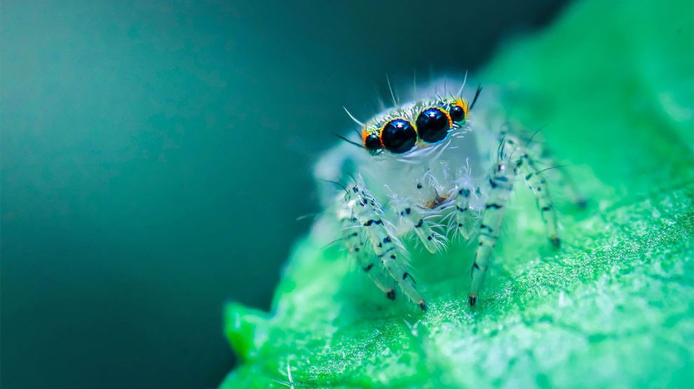 Młodzi finaliści konkursu „World Wildlife Day Photography Competition" i ich świetne zdjęcia przyrody 1