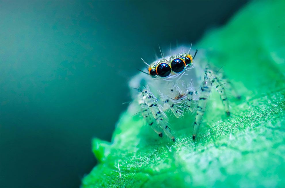 Młodzi finaliści konkursu „World Wildlife Day Photography Competition" i ich świetne zdjęcia przyrody