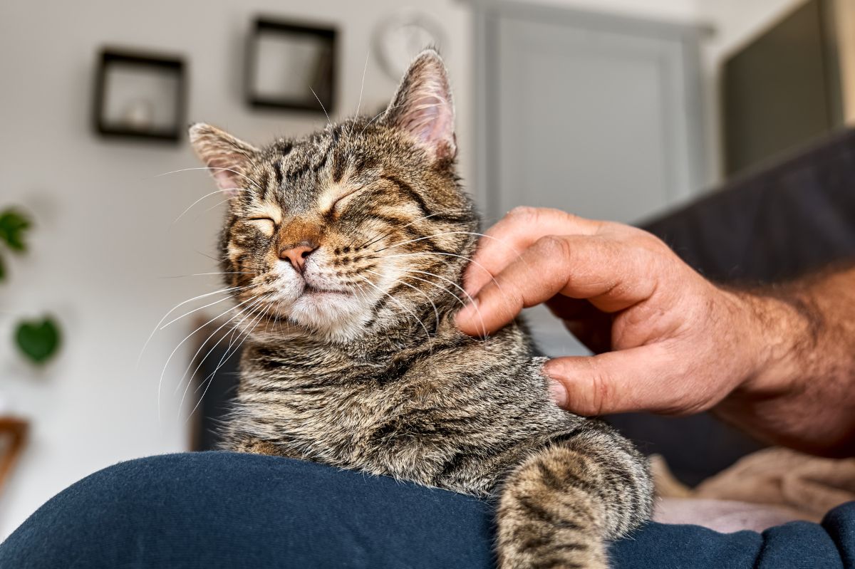 Why cats purr: Fascinating insights from recent studies