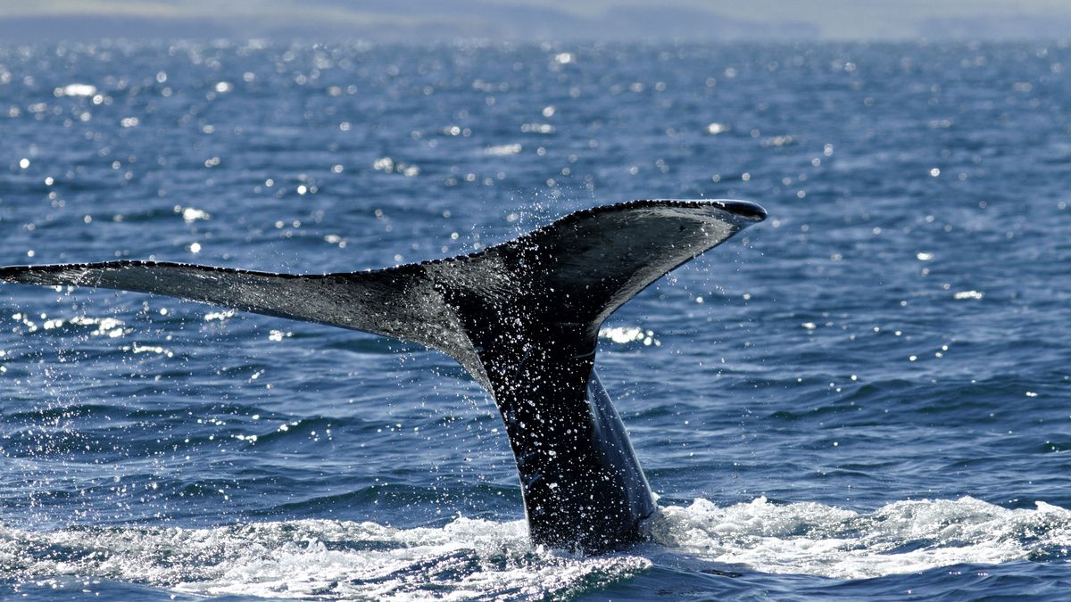 Islandzkie wieloryby korzystają na pandemii