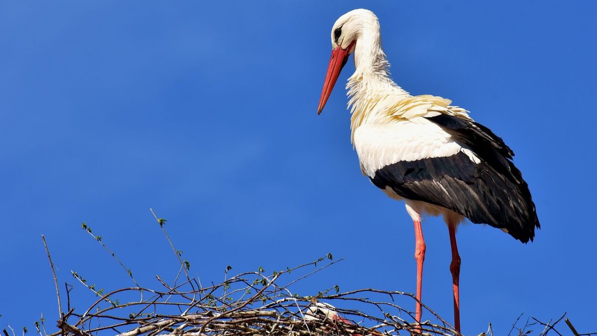 Słowacy pochwalili się bocianim rekordem