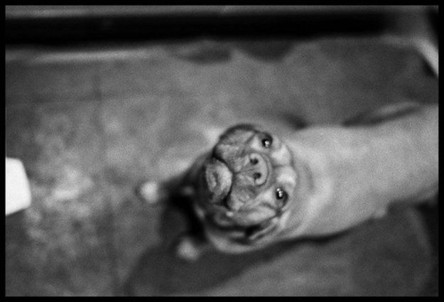 "Frymografia" - Dogville, czyli świat równoległy 3