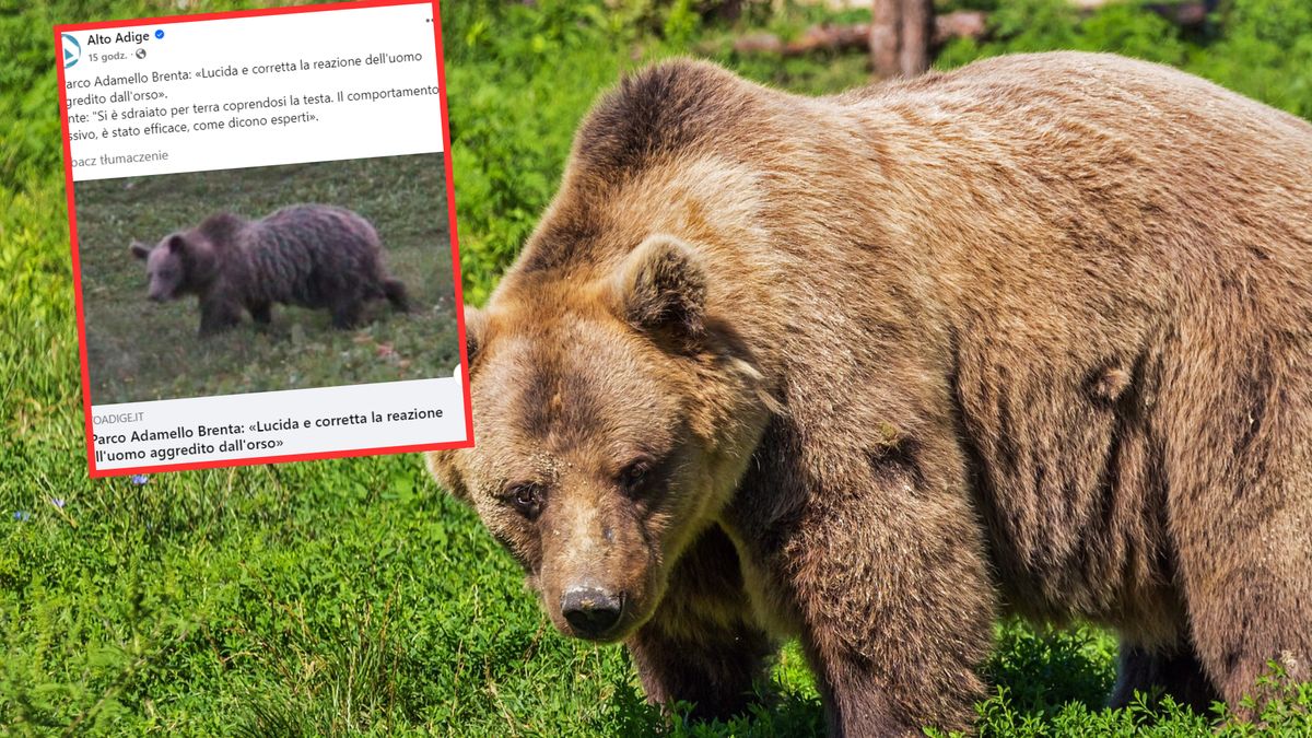 Dramatyczne sceny we Włoszech. Grzybiarz może mówić o szczęściu