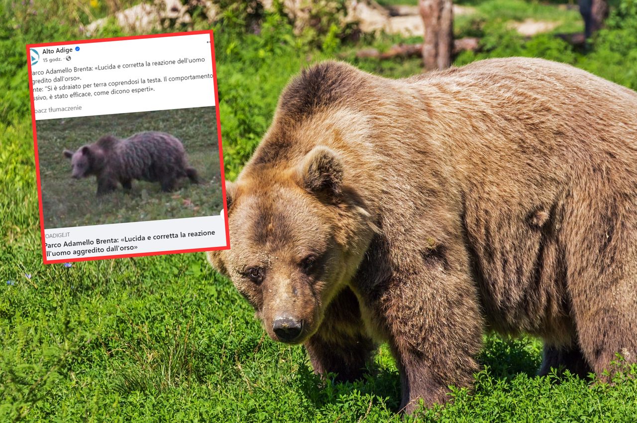 Bear attack near Lake Garda leaves mushroom picker shaken but safe