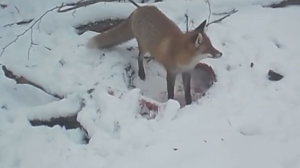 Lisa czekała niemiła niespodzianka 