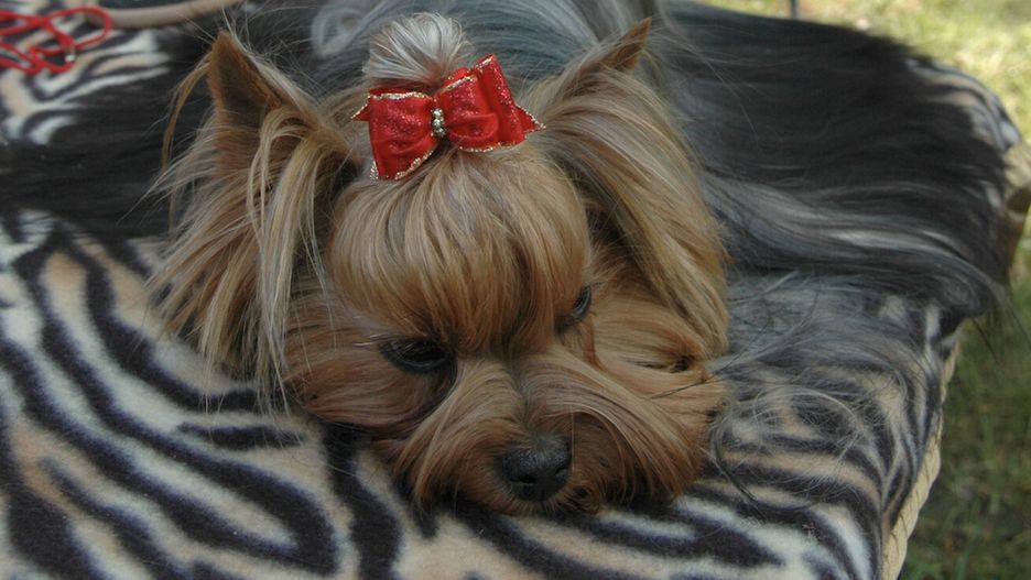 Pies rasy York pogryzł 4-letnią dziewczynkę w Pułtusku