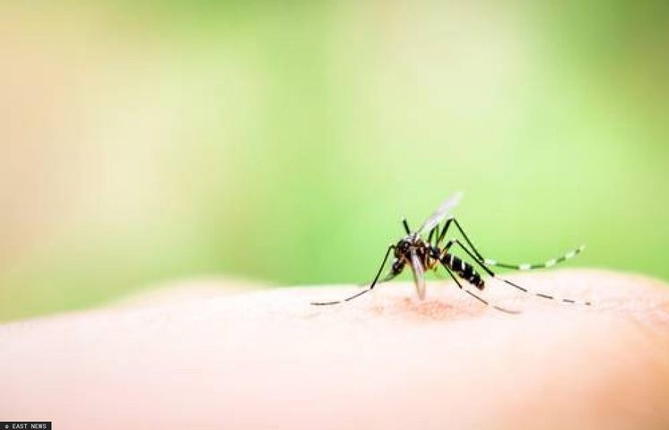 W związku z wysoką temperaturą komary mogą się pojawić w tym roku wcześniej