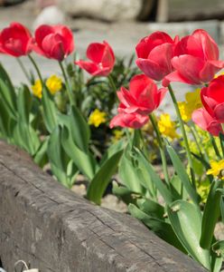 Najgorszy błąd z tulipanami. Przestaną kwitnąć