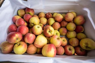 Sezon na polskie jabłka. Sadownicy mniej optymistyczni