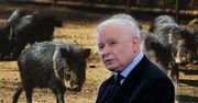 "Tak robiłem. I jakoś żyję". Kaczyński ma radę ws. dzików w mieście