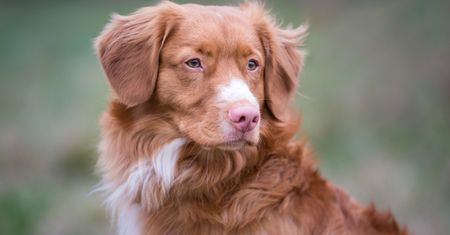 Nova Scotia Duck Tolling Retriever – mały retriever o wielkiej energii. Opis rasy toller