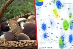 Grzybobranie latem. Jakie grzyby pojawiają się w lipcu?