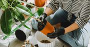 Sprawdzone sposoby na przesadzanie roślin doniczkowych