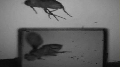 Cyfrowy obraz wzlotu muchy 1