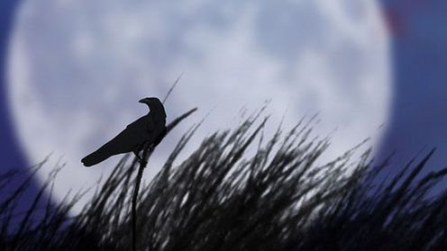 Blady Księżyc przyspieszy Twojego Firefoksa o 25%. Jak to możliwe? 1