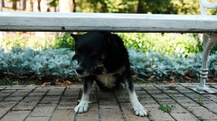 Czy pies może być introwertykiem? Specjaliści nie mają wątpliwości