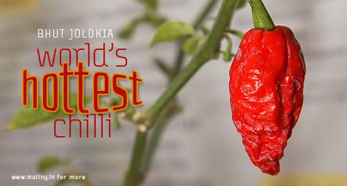 Granat z chilli - to nie żart! 2