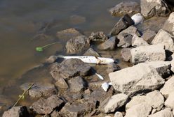 Szukają w aptekach płynu Lugola. Jest komunikat